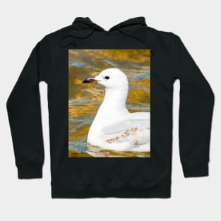 Silver Gull Hoodie